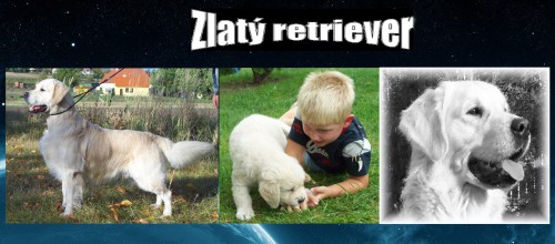 zlaty_retirever.jpg